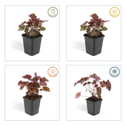 Heuchera mic. 'Palace Purple' - ↕10-25cm - Ø9cm - 48x