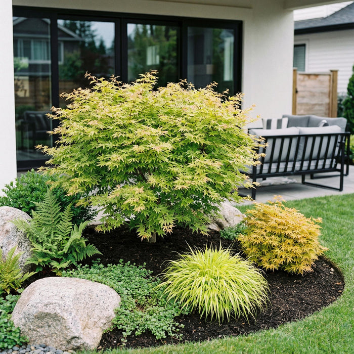 Acer palmatum Methamorphosa - Japanse Esdoorn - Groen, Oranje - ↕90cm - Ø26cm