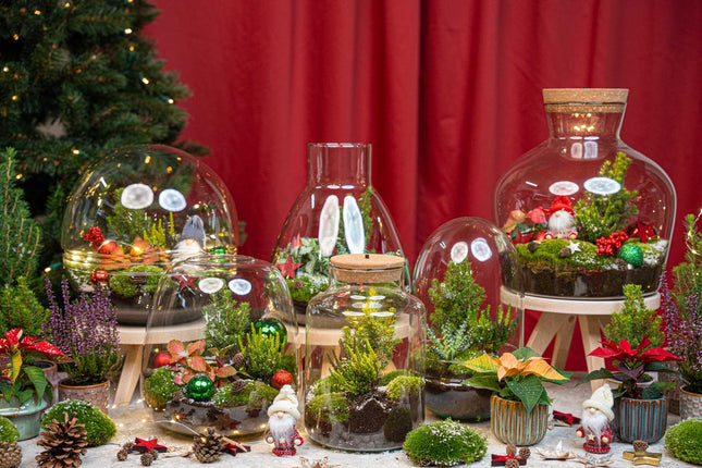 Berry Kerstmis terrarium - Planten terrarium  - DIY kit Christmas - Ø19cm - ↕20cm