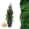 Thuja (Levensboom)