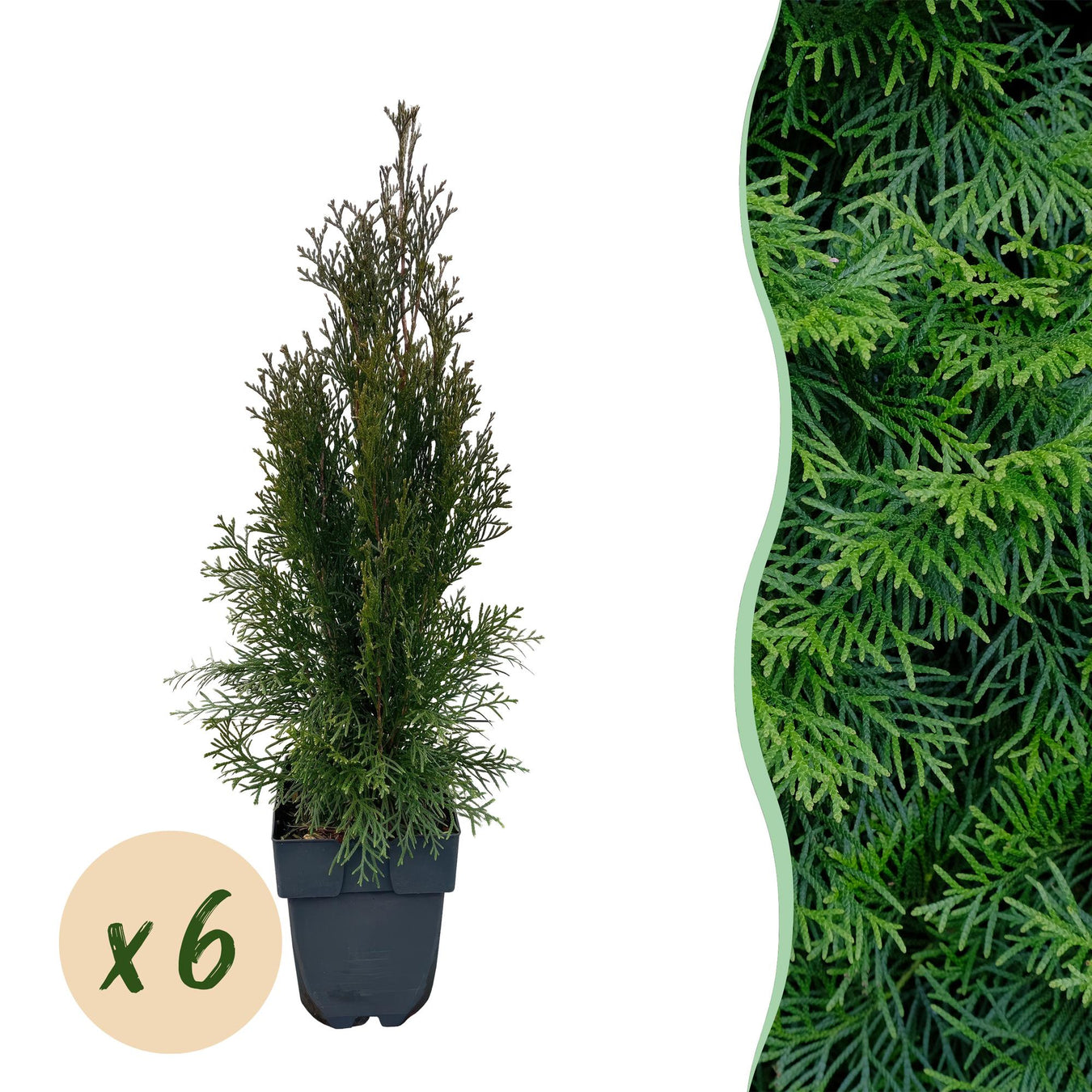 Thuja (Levensboom)