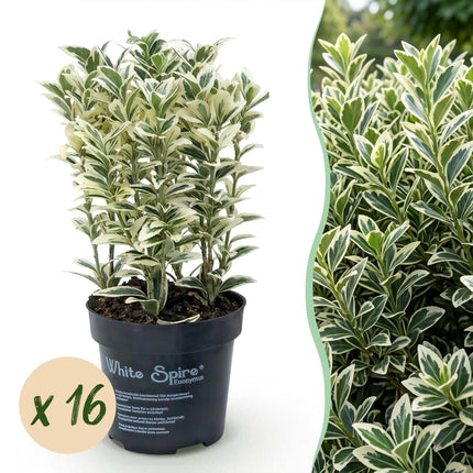 Euonymus japonicus White Spire - Kardinaalsmuts - 16x Haagplanten - Groenblijvend - Wit - Groen - Pot 9cm - Hoogte 20-30cm