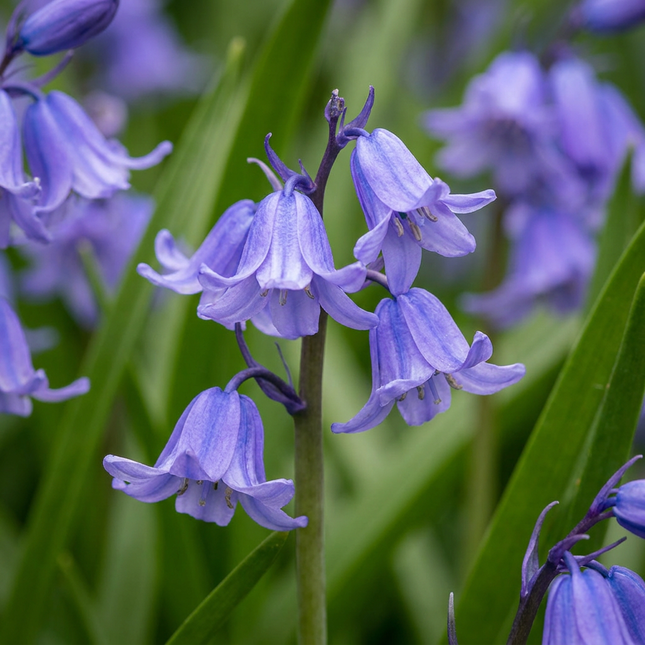 40x Hyacinthoides non Scripta - Cebule kwiatowe - Hiacynt polny - Niebieski - Cebula naturalizująca - Rozmiar cebuli 7/8