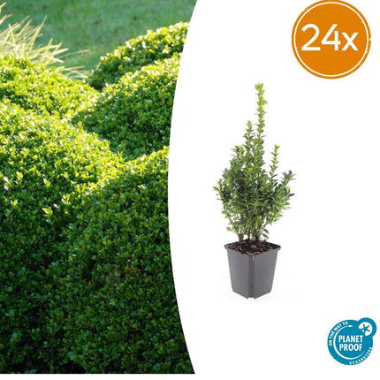Buxus Sempervirens - ↕10-25cm - Ø9cm - 24x