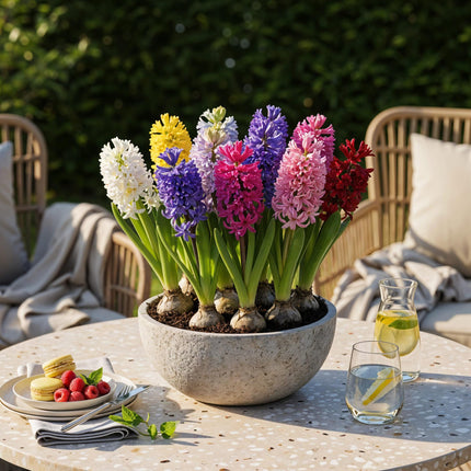 Blomlökar - Hyacintmix - Diverse färger - 10 stycken - Lökstorlek 14/15 - XXL-förpackning
