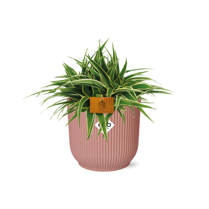 Chlorophytum Ocean – in elho Vibes Fold round zartrosa – ↕10–20 cm – Ø16 cm