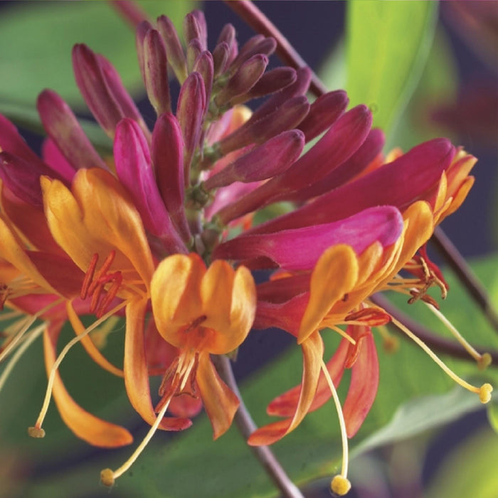 Klimplanten Rainbow - Clematis montana Rubens  Hedera helix lonicera Goldflame Campsis madame Galen   - Jaarrond kleur - 4 planten - Pot 11cm Hoogte 40cm