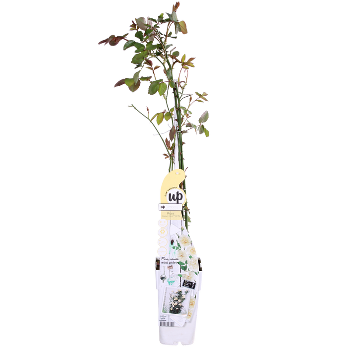 Rosa Crazy in love 'Vanilla' - ↕65cm - Ø15cm - 3x