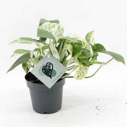Epipremnum Marble Variegata - Marmeren scindapsus - Groen - Wit - Tropisch - Ø12cm - ↕20cm