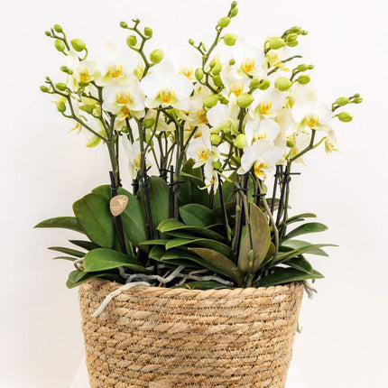 Kolibri Orchids | Hvid Mono Bouquet Blossom Lausanne i sivkurv