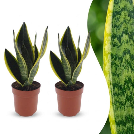 Sansevieria Future Superb - Vrouwentong - 2x - Pot 12cm - Hoogte - 35cm