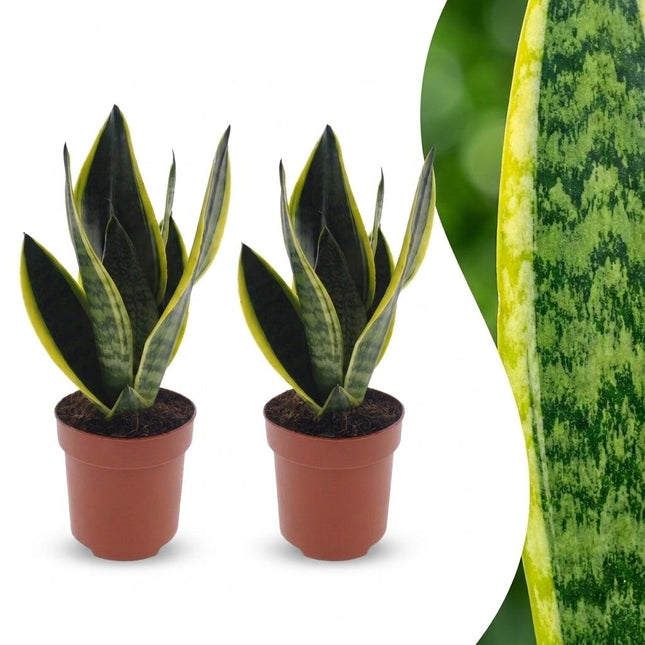 Sansevieria Future Superb - Wężownica - 2x - doniczka 12 cm - wysokość - 35 cm