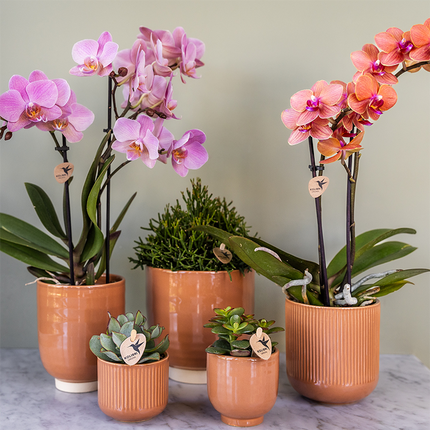 COMBI DEAL of 2 Pink Phalaenopsis orchids - Treviso - Ø9cm | flowering houseplant