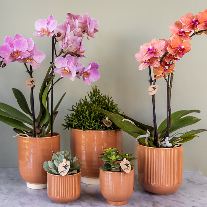 COMBI DEAL van 2 Roze Phalaenopsis orchideeën - Treviso - Ø9cm | bloeiende kamerplant