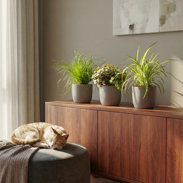 Plantenbox - Cyperus - Calissia - Chlorophytum - Mix van 3 - Huisdiervriendelijke Planten - Pot 12cm - Hoogte 20cm