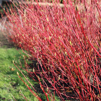 Cornus sibirica - Branches Rouges - 1 Plante - ↕45cm - Ø17cm