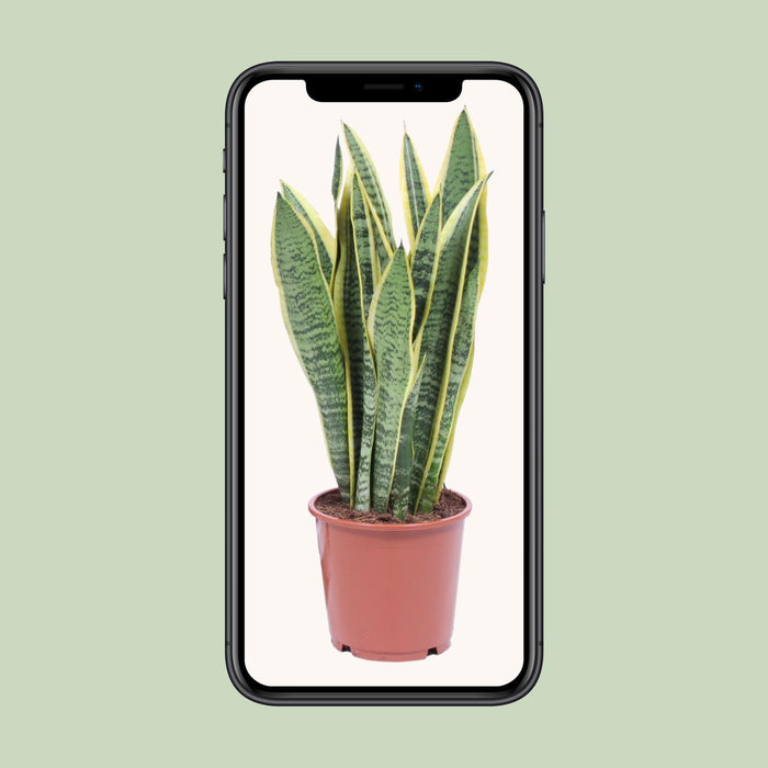 Sansevieria Trifasciata Laurentii - Vrouwentong - ↕40cm - Ø14cm