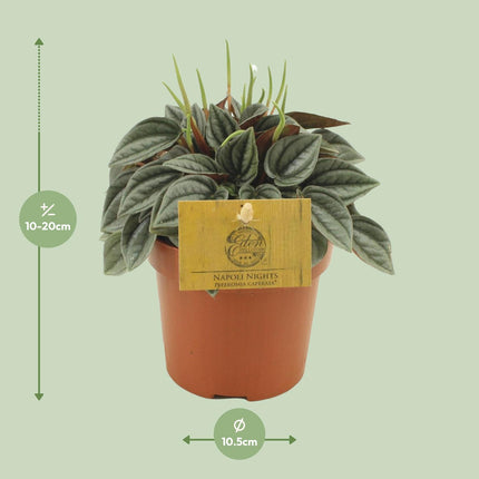 Peperomia Napoli Nuits - ↕15cm - Ø10,5cm