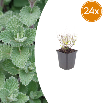 Calamintha nepeta - Bergsteenthijm - ↕10-25cm - Ø9cm - 24x