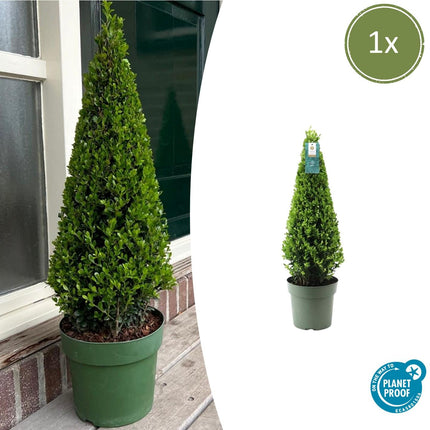 Ilex pyramid - ↕55cm - Ø21cm - 1x