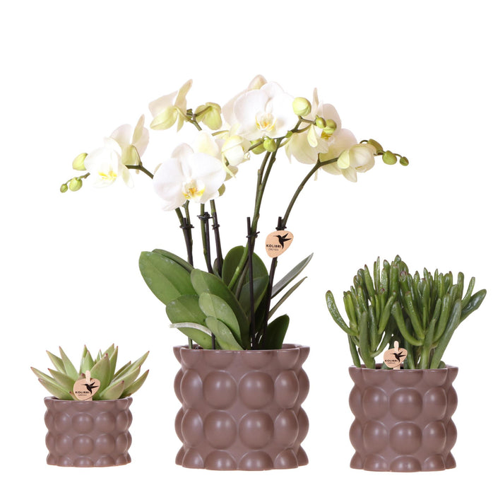 Plantenset Cotton bruin | Groene planten met witte Phalaenopsis orchidee Ghent in keramieken sierpotten