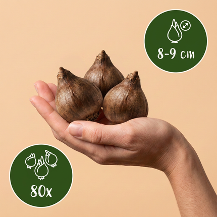 80x Leucojum Aestivum - Bloembollen - Zomerschneeklokje - Wit - Voorjaarsbloeier - Bolmaat 8/9
