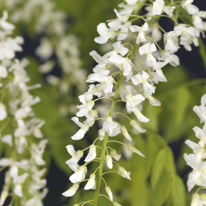 Blauwe regen - Wisteria floribunda Alba - Bloem Wit - ↕40cm - Ø11cm
