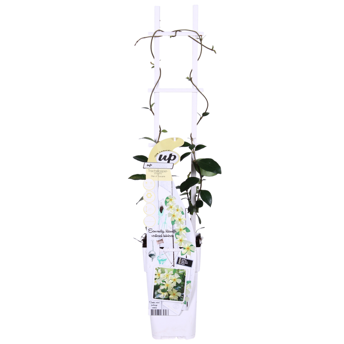 Trachelospermum 'Star of Toscana' - Toscaanse Jasmijn Geel - ↕65cm - Ø15cm