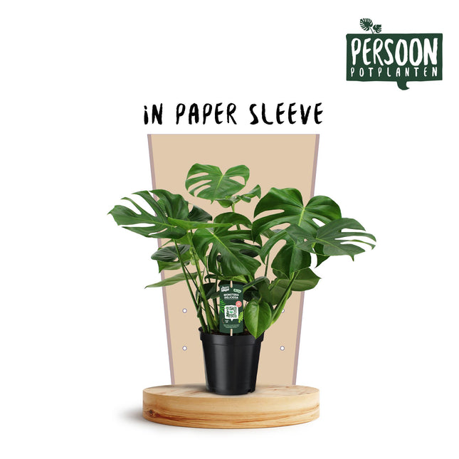 Monstera Deliciosa - Plante gruyère - ↕75cm - Ø21cm