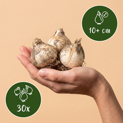 30x Allium Miami - Bloembollen - Sierui - Paars - Zomerbloeier - Bolmaat 10/+