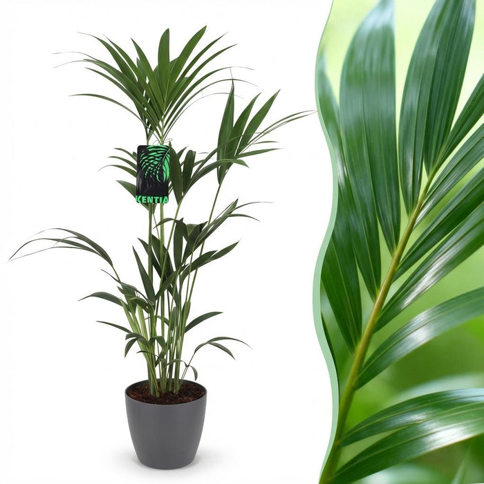 Howea Forsteriana - Kentia Palm - met grijze plantenpot - ↕120-130cm - Ø21cm