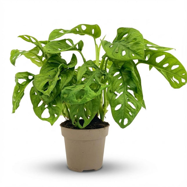 Máscara de mono Monstera Adansonii - ↕25-35cm - Ø12cm