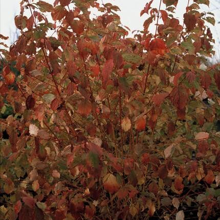 Cornus sanguinea 'Midwinter Fire' - Kornoelje - ↕10-25cm - Ø9cm - 24x
