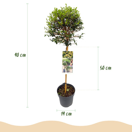 Ligustrum delavayanum - Planta sobre tallo - Planta de terraza - ↕90cm - Ø19cm