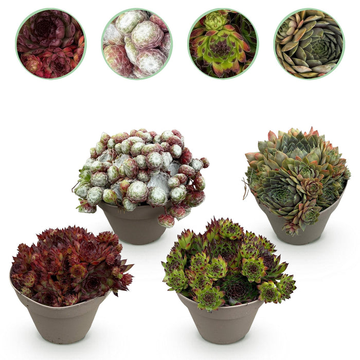 Bodembedekker - Winterhard -Sempervivum Big Sam - 4 Planten - Diversen kleuren - Weinig Onderhoud - Pot 14 Hoogte 17