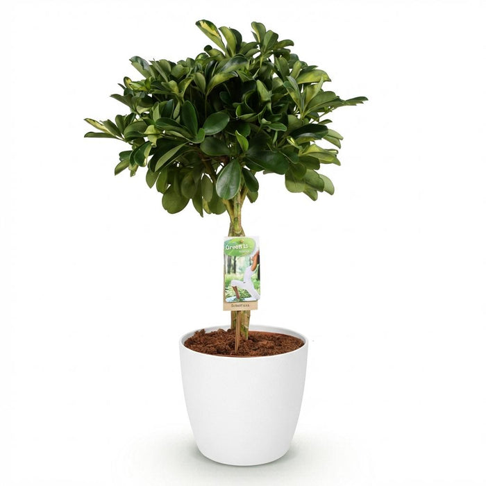 Schefflera Gold Capelle - Vingerboom - met witte plantenpot - ↕70-80cm - Ø21cm