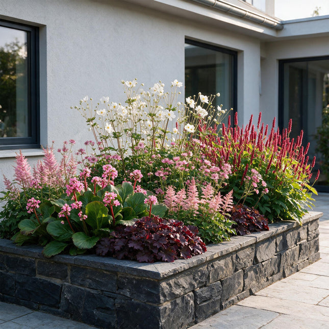 Borderpakket - Schaduw - Diversen - Soorten en kleuren - 12 Planten - Pot 11cm - Hoogte 15-25cm