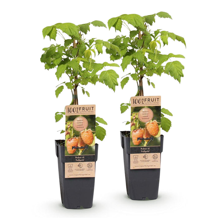Rubus idaeus Fallgold - Frambozenplant - Gele Framboos - ↕50cm - Ø15cm - 2x