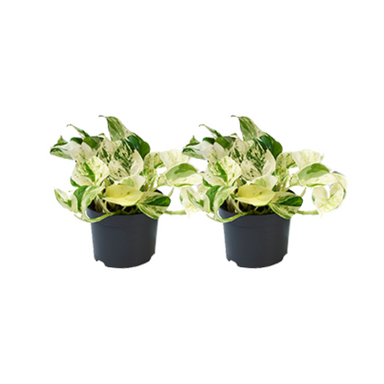 Epipremnum Happy Leaf - Ø12cm - 2x