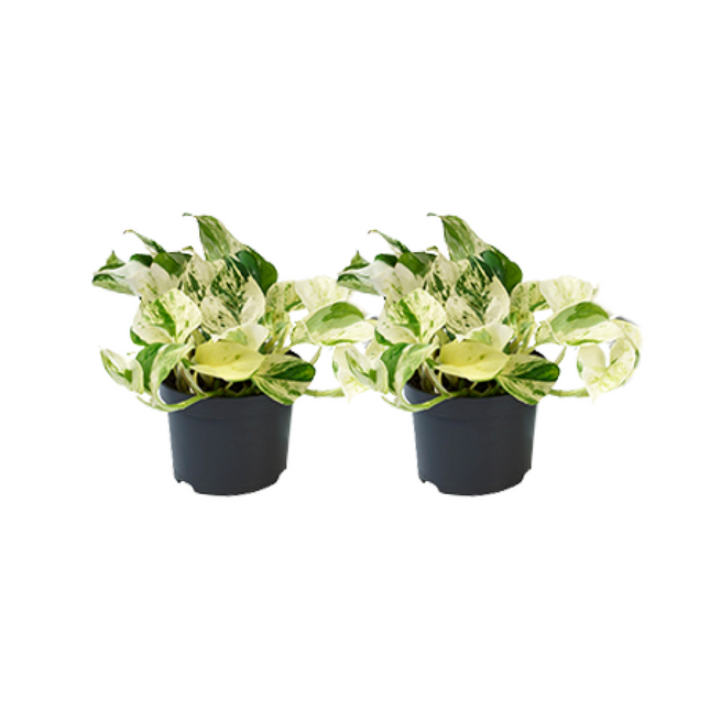 Epipremnum Happy Leaf - Ø12cm - 2x
