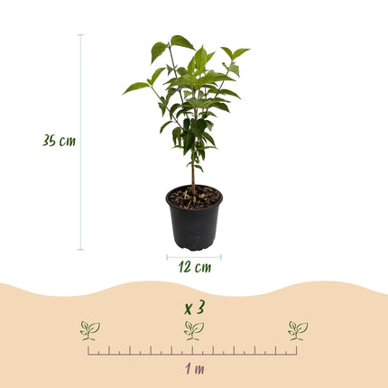 Chinesischer Blumen-Hartriegel (Cornus kousa chinensis) – Weißblühend – 1 Pflanze – Laubabwerfend – Pflegeleicht – Topf: 12 cm, Höhe: 35 cm