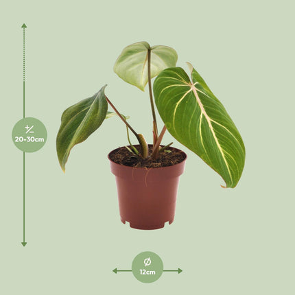 Philodendron Gloriosum - ↕25cm - Ø12cm