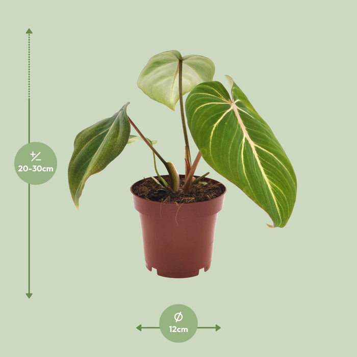 Philodendron Selloum Atom - ↕25cm - Ø12cm