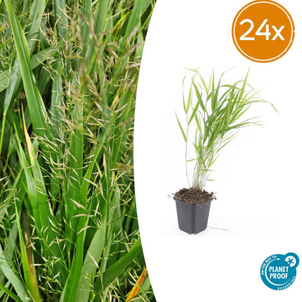 Hakonechloa Macra - Japansk bjerggræs - ↕10-25cm - Ø9cm - 24x