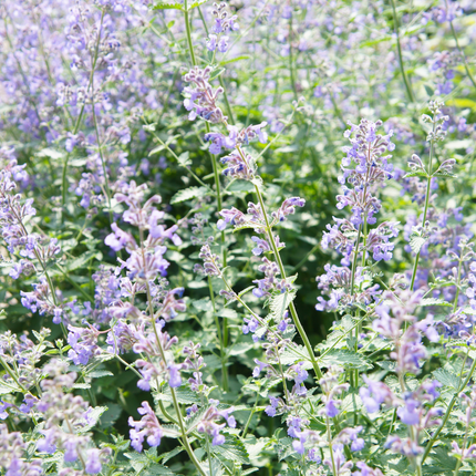 Nepeta faassenii - Kattenkruid - ↕10-25cm - Ø9cm - 24x