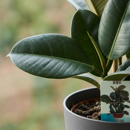 Ficus Elastica Cloe - Roślina gumowa - w szarej doniczce - ↕65cm - Ø19cm
