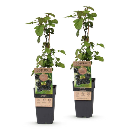 Rubus fruticosus Black Satin - Bramenplant - Zwarte Braam - ↕50cm - Ø15cm - 2x