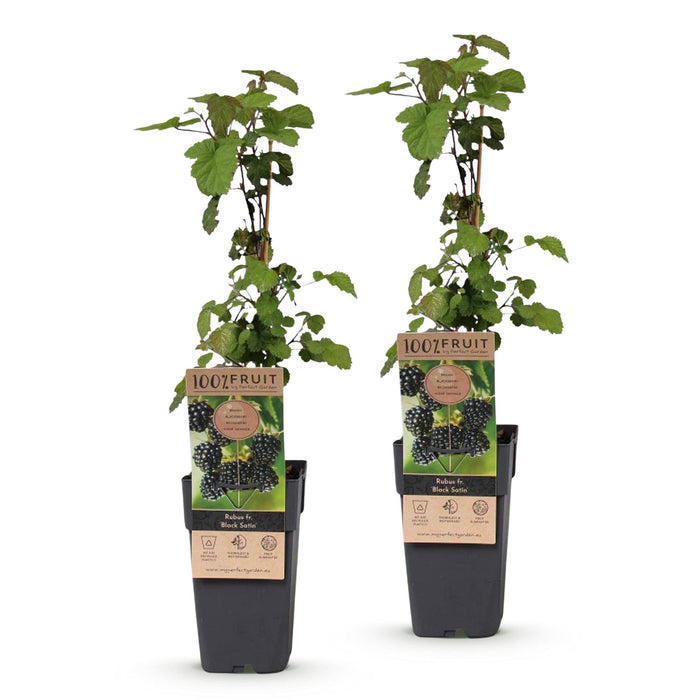 Rubus fruticosus Black Satin - Bramenplant - Zwarte Braam - ↕50cm - Ø15cm - 2x