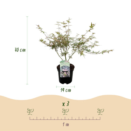 Japanse Esdoorn - Acer Palmatum Iyoshi - Roze - ↕70cm - Ø19cm