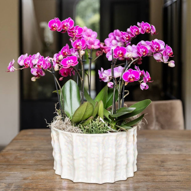 Kolibri Home | Oysterskal - Ø30 cm